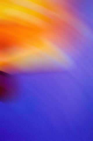 Issue 06 — Bloom
